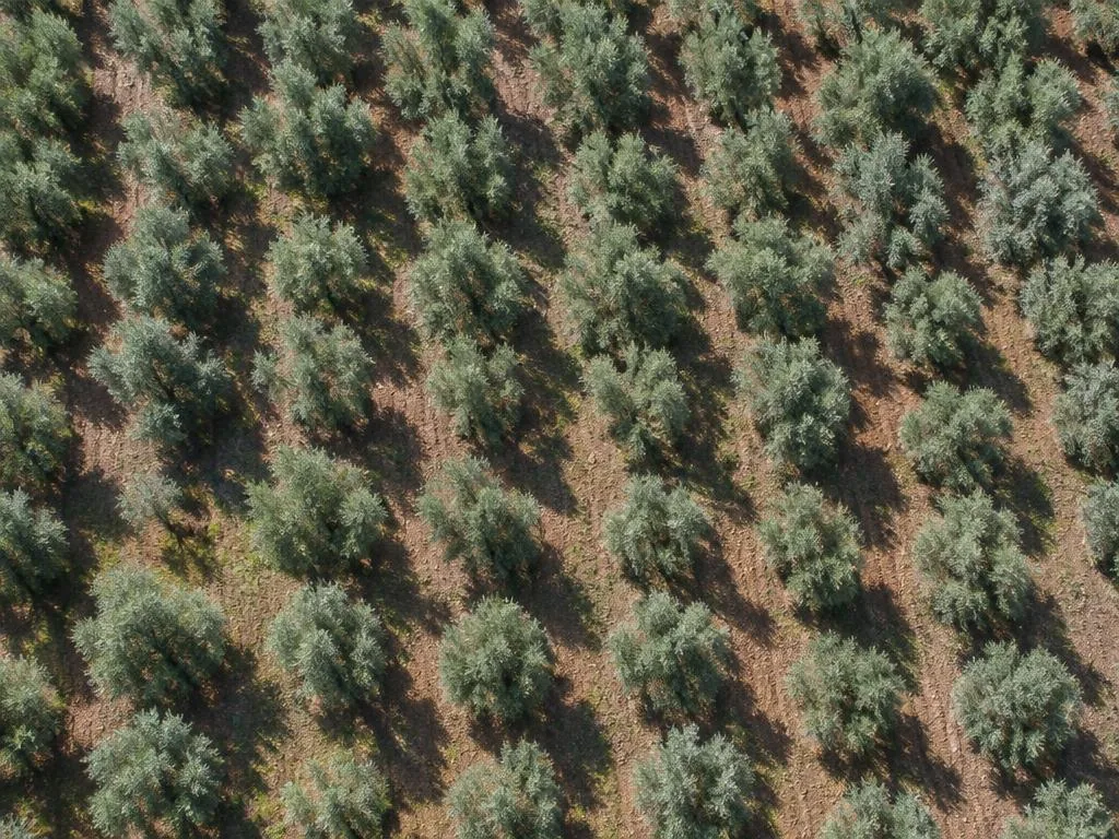 Zeytin tarla görüntüsü